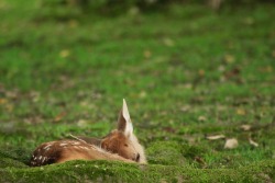 burningmine:Nara Deer Park, June 2018