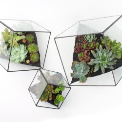 juicykits:  More of our Rubix #DIY #terrarium kits arriving soon to juicykits.com - including the popular Baby Rubix. ⬛️◾️▪️💦 #juicykits #succulents #DIYterrarium