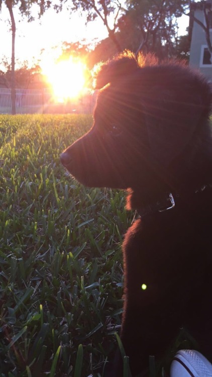 endless-puppies:Meet the beautiful Arty!submission from @starrydarknights