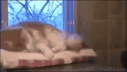 4gifs:  What have I done…