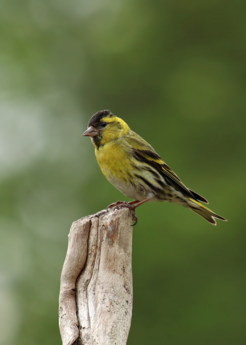 Spinus spinus (Eurasian siskin/grönsiska).