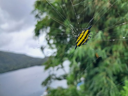 Blunt-spined Kite Spider. Gasteracantha Sturi. Banda Neira. 08/24.
