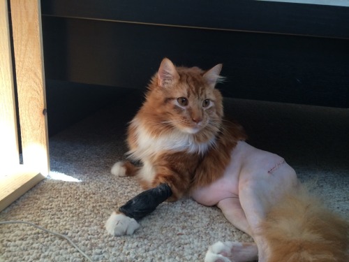 brokendildo: my friends cat had surgery and now he has no pants if a cat wore pants would he wear it