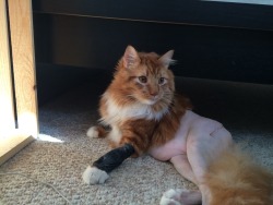 planetahmane:  My friend’s cat had surgery and now he has no pants