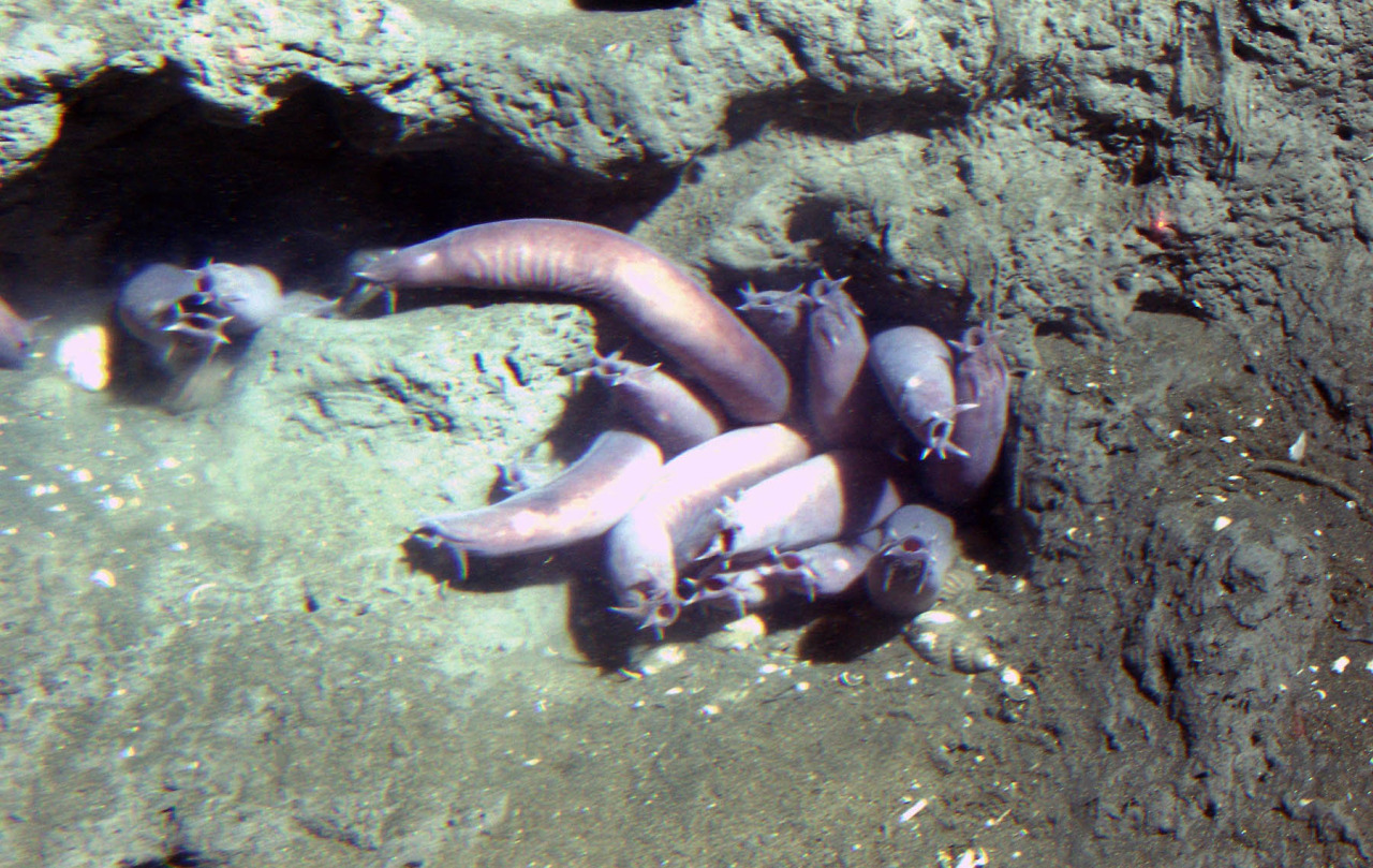 plaguedocboi:We’re gonna talk about hagfish today, since it is Their DayHagfish