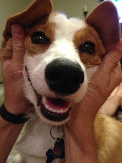 oliverthecorgi:  Hi 