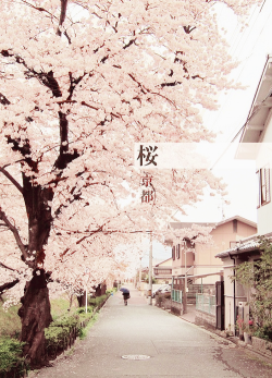  Sakura in Kyoto (by Simon Sui) 