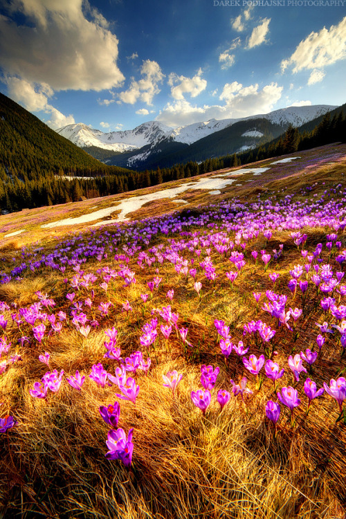 worlds-evolution: The Magic of Spring by Darek Podhajski