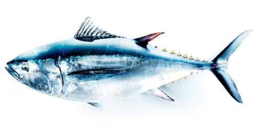 10   BY KENJI AOKI Tuna