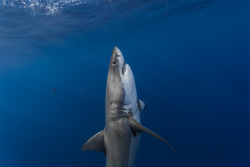 wolverxne:  Wildlife Photographer George Probst  captured these photographs of   a Great White Shark at the surface off Isla de Guadalupe, Mexico  