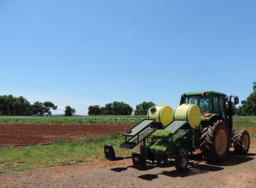 John Deere Tractor and Farm Field (Pick-Your-Own Strawberries, etc.), Orange County, Ole Virginny, 2