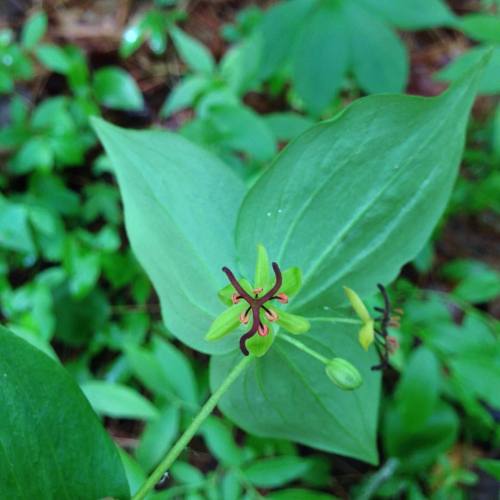 #Medeolavirginiana #Medeola #Liliaceae (at Madame Sherri&rsquo;s Forest)