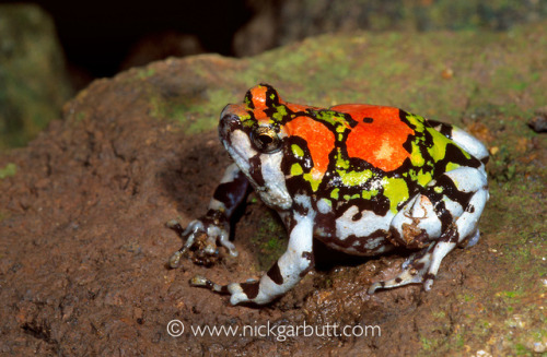 ainawgsd: Malagasy Rainbow Frog The Malagasy rainbow frog (also known as known as the ornate hopper,