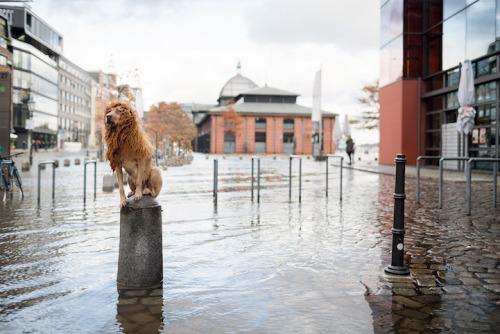 ladyinterior:  Rescue Dog Dressed as a Lion Proudly Roams the Streets of His New Urban Jungle, Julia