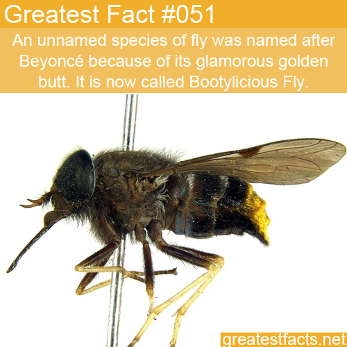 greatestfacts:
“ An unnamed species of horse fly was named after Beyoncé because of its glamorous golden butt. It is now called Bootylicious Fly (Scaptia (Plinthina) beyonceae) and considered as “all-time diva of flies." -GreatestFacts.net
”