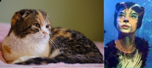 Jelicle Cats As Real Cats! The Queens