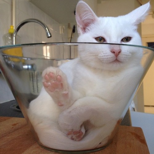 catsbeaversandducks: Glass Bowl Is The New Box Photos by Zappa The Cat - Via Love Meow