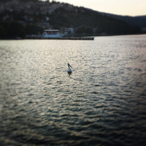 #Kastoria Lake in Kastoria ( #Macedonia region of #Greece ) #Birds #Nature #Lake #Hellas #Makethonia