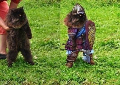 This cat is so ready for battle.