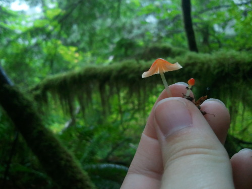 curious-sheep:November 2, 2014, Mary’s Peak, Oregon, USA and October 18, 2014, Mary’s Peak.Mycena au