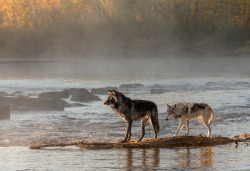 w-o-l-f–g-i-r-l:  Wolves in the mist by