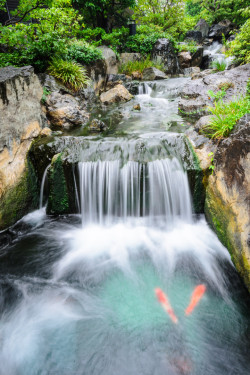 llbwwb:  (via 500px / Koi and Stream by David Thompson)