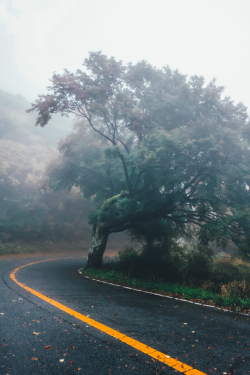 tulipnight:  Still by Takashi Yasui 