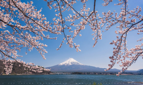 Cherry Blossoms Hanging Over Fuji by lestaylorphoto Website | Facebook | Twitter | Instagram | Googl