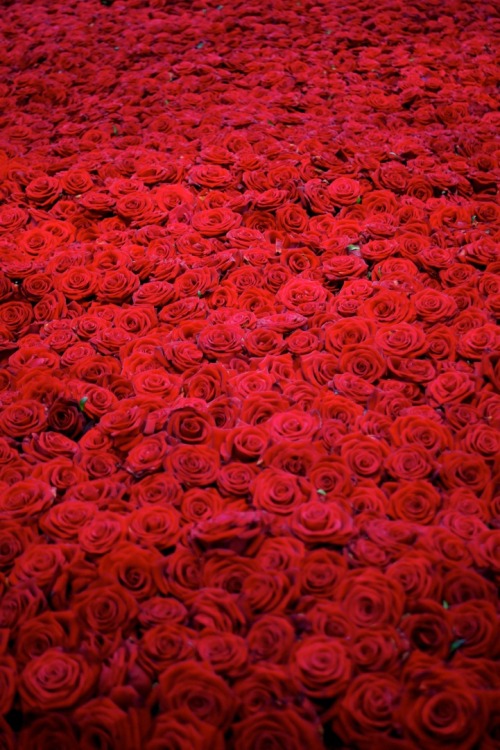 slowartday:  Anya Gallaccio, Red on Green: the life and death of 10,000 roses 