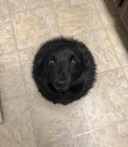 gallusrostromegalus: thefrogman:  Bow down to Balldog. Balldog is life. Balldog is all.  [ instagram ]  Dog Orb, or “Dorgb”  which is probably the sound you make choking on the cuteness when you see it. 