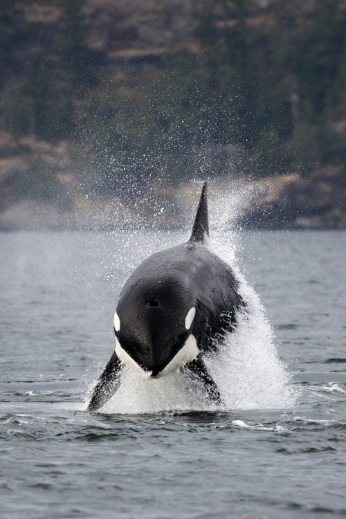 blackfishsound:Photo by Mike Cooke.
