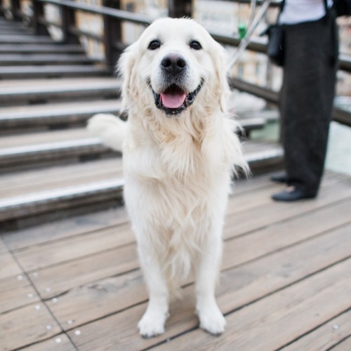 thedogist:Skipper, Golden Retriever (2 y/o), Ponte dell'Accademia, Venice, Italy