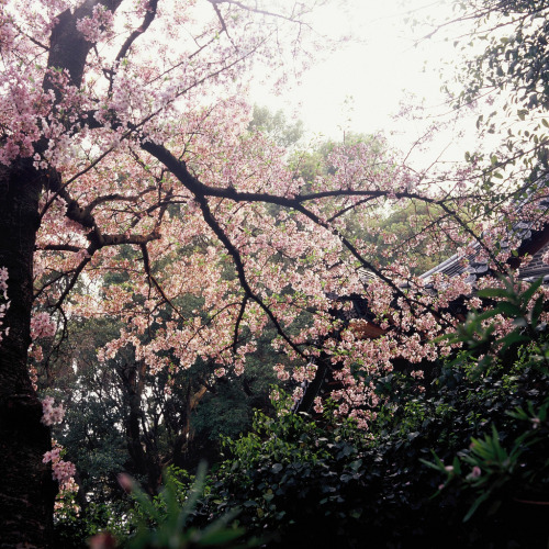 fuckyeahjapanandkorea:  One spring day (by childishToy*)