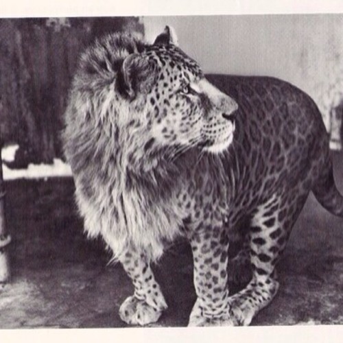 whatweseeeinsta:  This is a Leopon, it’s the offspring of a male leopard and a female lion. 