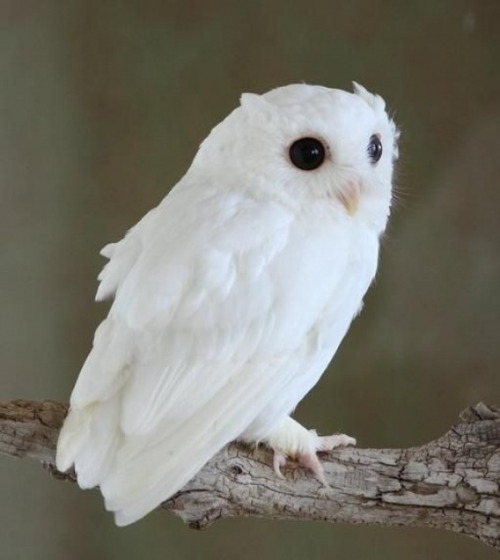 bochinohito:  Rare Albino Screech Owl | Cutest Paw 