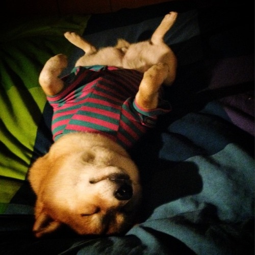 madammaria:  mustardtigress:  The lovely Maruko, shibe of @tommyrts.  @skeletondoggy 
