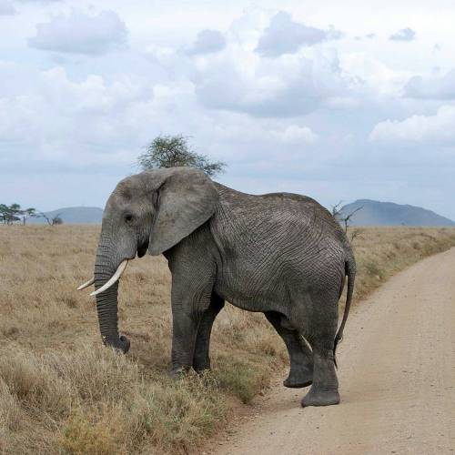 Serengeti National Park. Photo by @kriisiis#Tanzania #serengeti #elephantSerengeti National Park