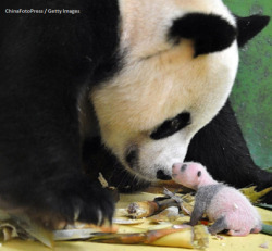 abcnews:  One of the newborn giant panda