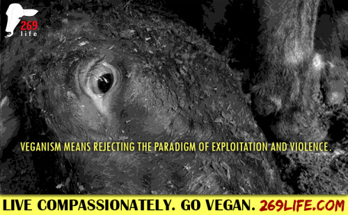 Live compassionately - Go vegan!