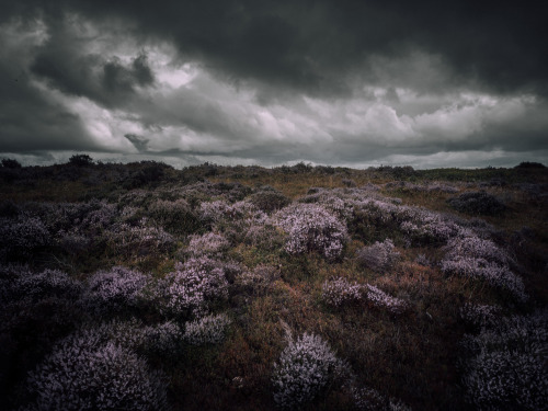 August 2021, SomersetPhotographed by Freddie Ardley - Instagram @freddieardley