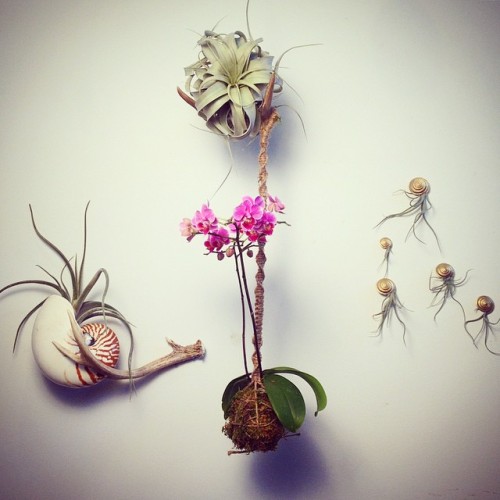 Photographing these pretty friends. #kokedama #orchid #xerographica #airplant #nautilus #indoorplant