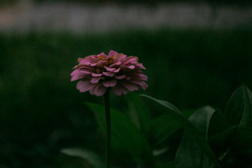 Zinnia Sunset