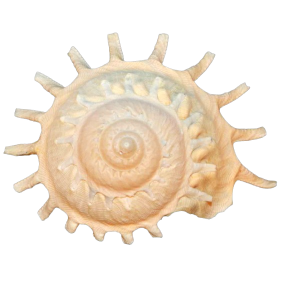 white shell