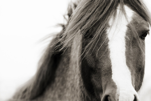 (2)  Stephanie Moon is a fine art photographer with a specialty in horses. Her ability to capture th