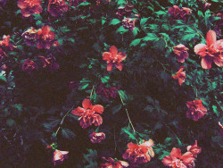 floralls:Lovely Flowers (by Jaimie Wylie Photography)