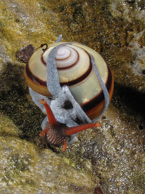 libutron:A extremely rare land snail from Borneo - Vitrinula sp.These photos show a rare species of 