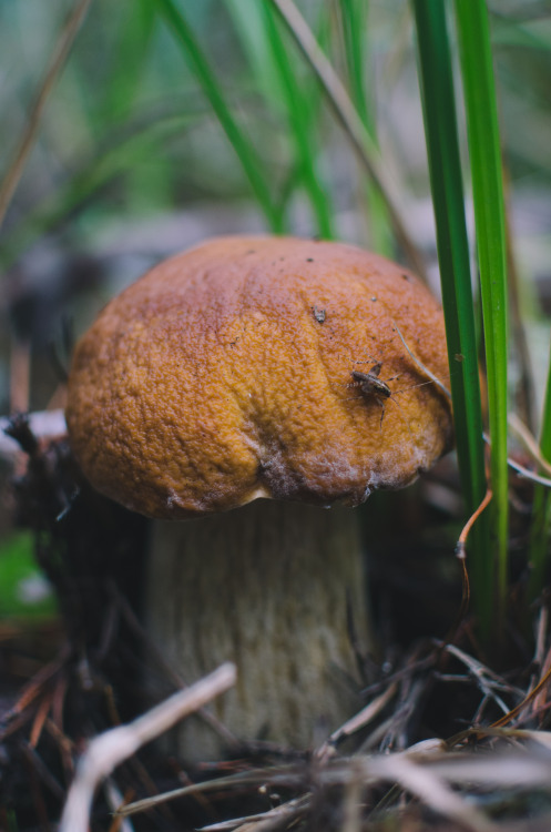 King Bolete