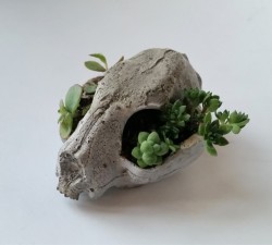 cummy–eyelids:Cat skull bonsai succulent planter! Just added to my etsy shop! https://www.etsy.com/shop/PastelAlienShop 