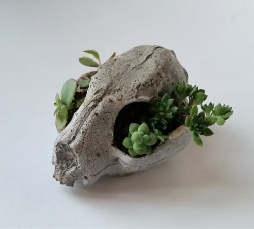 cummy–eyelids: Cat skull bonsai succulent planter! Just added to my etsy shop! www.ets