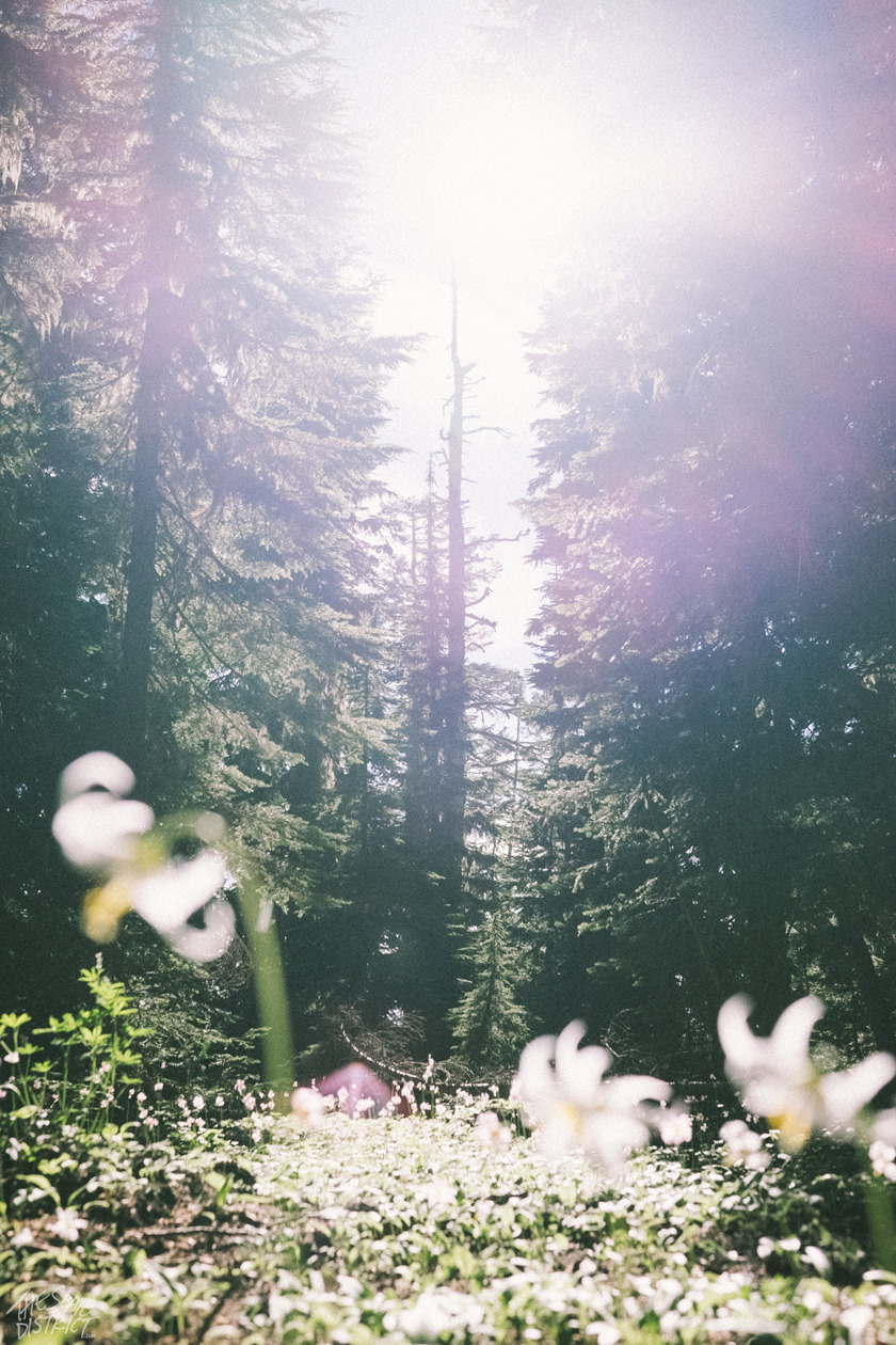 be-a-serial-killer:  vintage paradise 